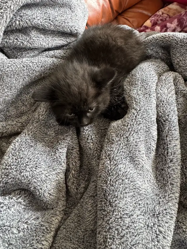 chaton angora sont prêts à partir 819-230-4909