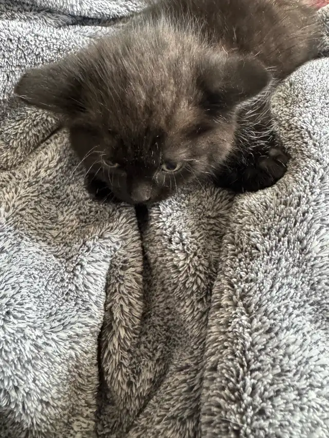 chaton angora sont prêts à partir 819-230-4909 - Photo 2