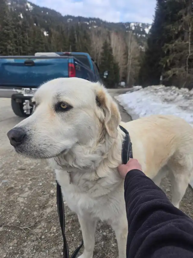 Rehoming livestock guardian dog