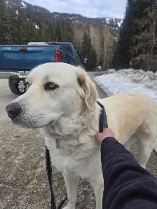 Rehoming livestock guardian dog