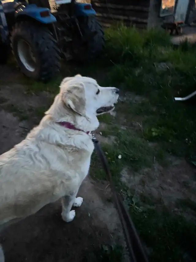 Rehoming livestock guardian dog - Photo 2