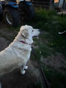Rehoming livestock guardian dog - Photo 2