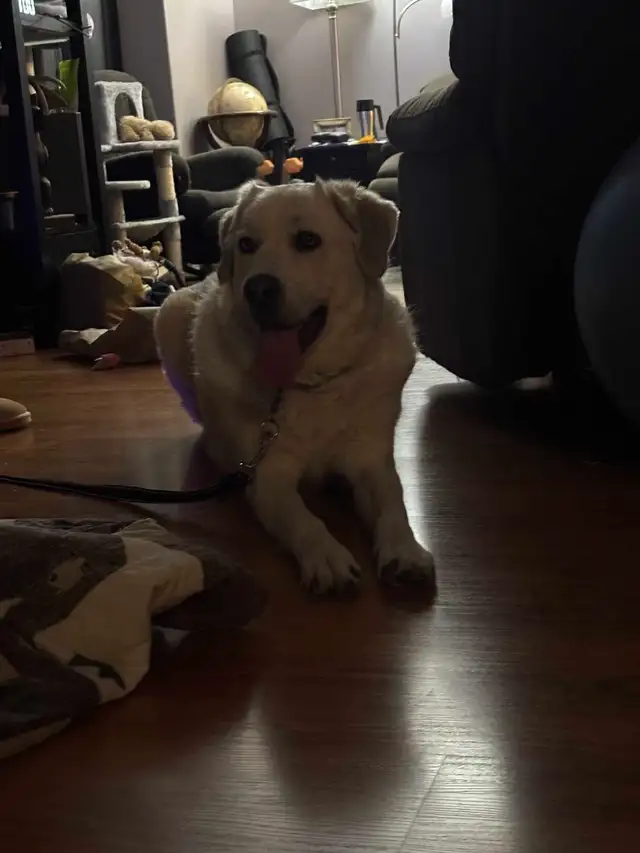 Rehoming livestock guardian dog - Photo 3