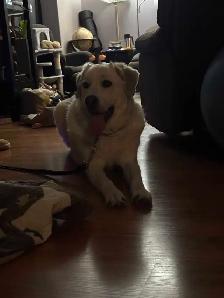 Rehoming livestock guardian dog - Photo 3