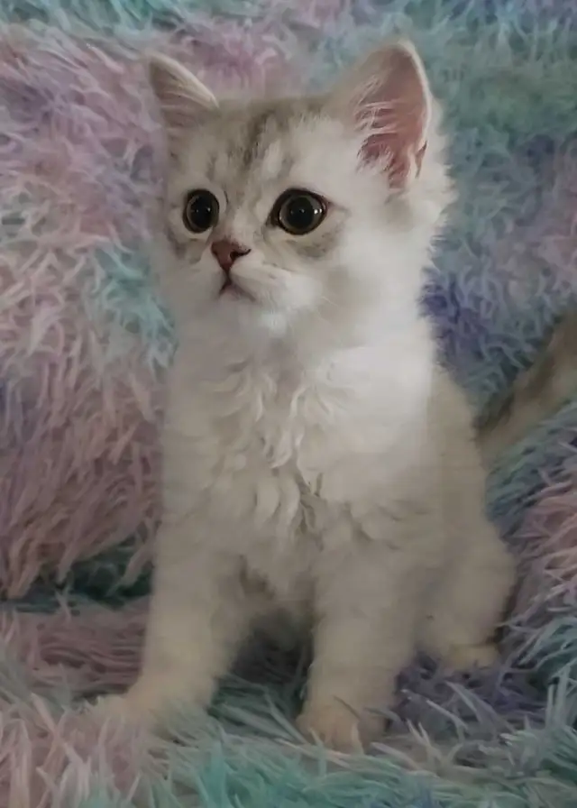 Scottish Kitten last