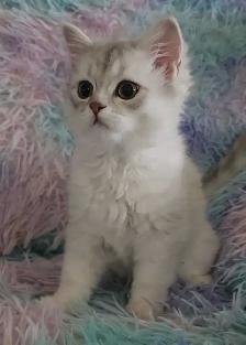 Scottish Kitten last