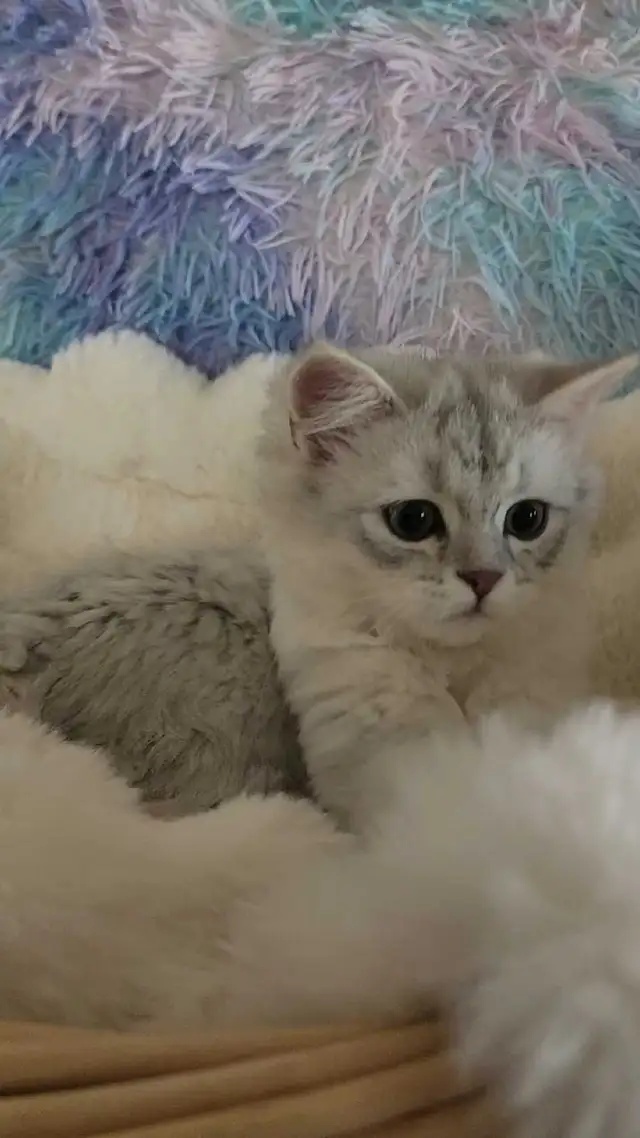 Scottish Kitten last - Photo 2
