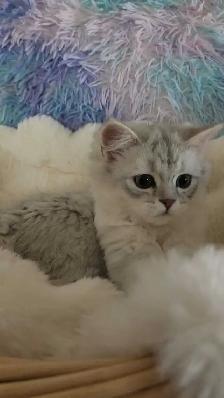 Scottish Kitten last - Photo 2