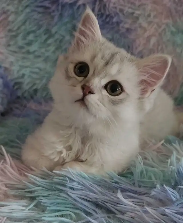 Scottish Kitten last - Photo 3