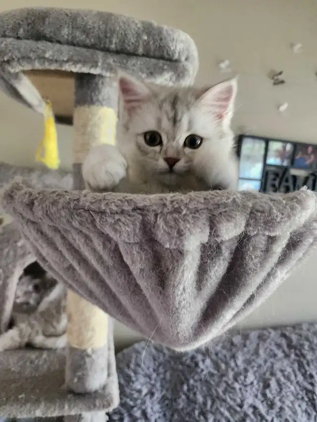 Scottish Kitten last - Photo 4