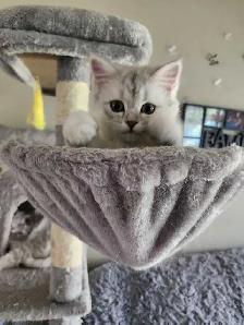 Scottish Kitten last - Photo 4