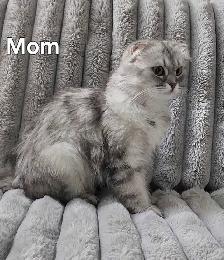 Scottish Kitten last - Photo 5