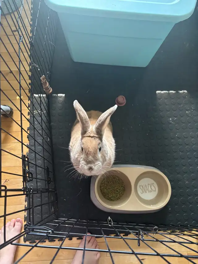Bunny with everything he needs!