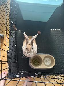 Bunny with everything he needs!