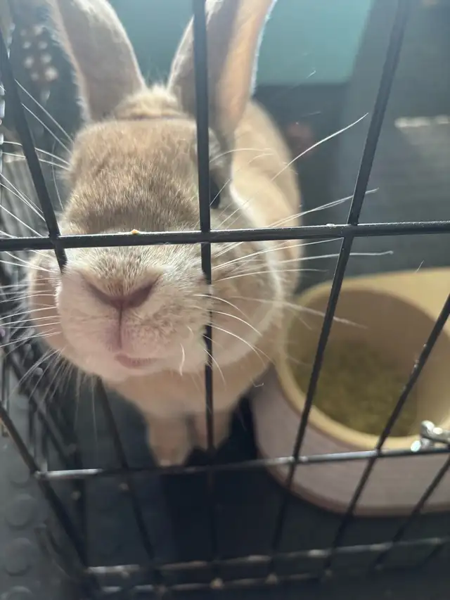 Bunny with everything he needs! - Photo 2