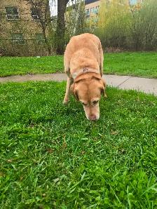 Labrador rehoming