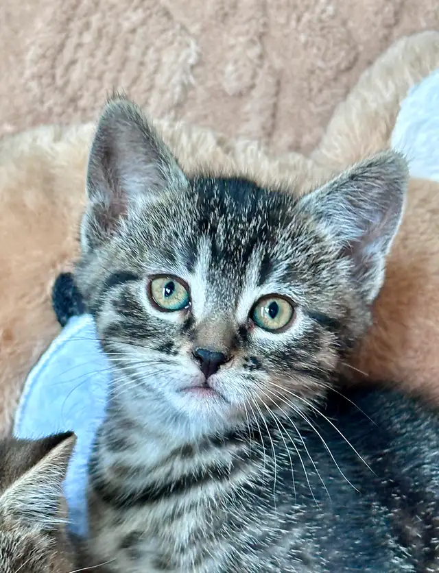 Cute, Cuddly  Kittens – Ready for New Homes