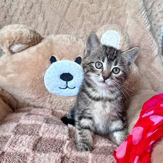 Cute, Cuddly  Kittens – Ready for New Homes - Photo 2