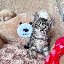 Cute, Cuddly  Kittens – Ready for New Homes - Photo 2