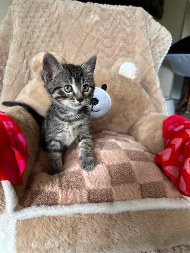 Cute, Cuddly  Kittens – Ready for New Homes - Photo 3