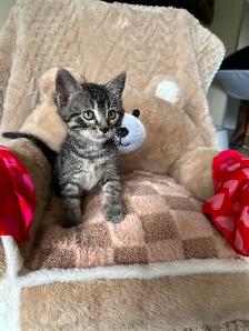 Cute, Cuddly  Kittens – Ready for New Homes - Photo 3