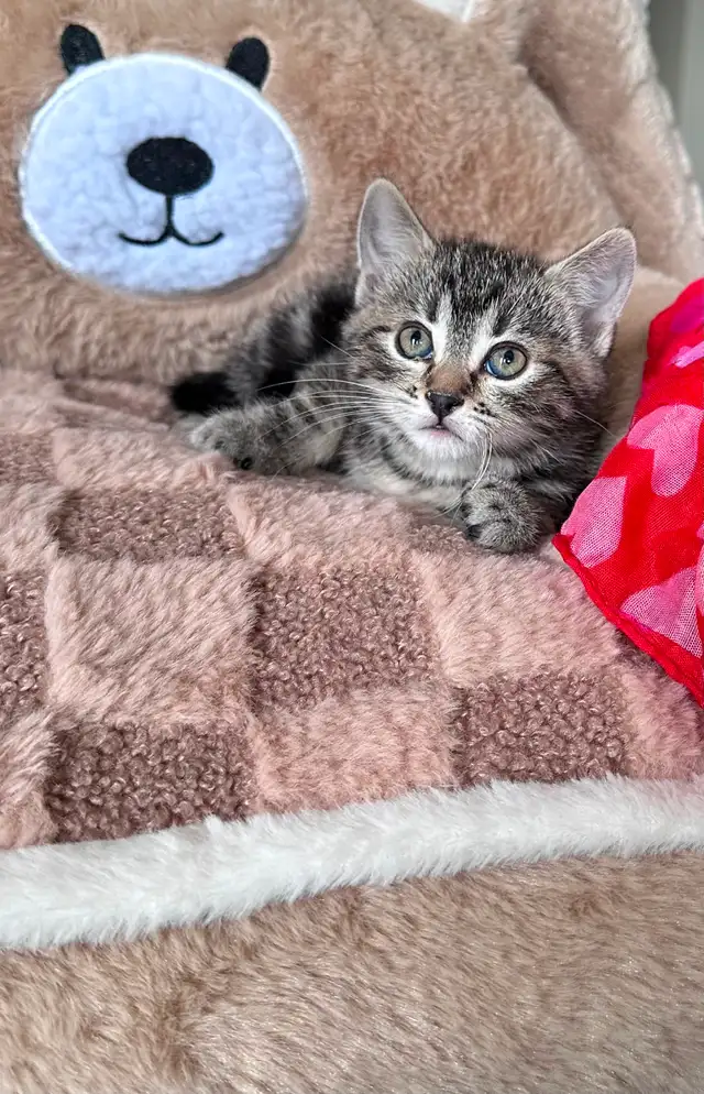 Cute, Cuddly  Kittens – Ready for New Homes - Photo 4