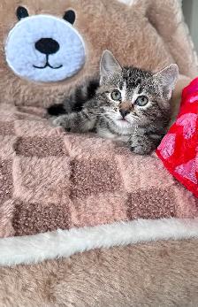 Cute, Cuddly  Kittens – Ready for New Homes - Photo 4