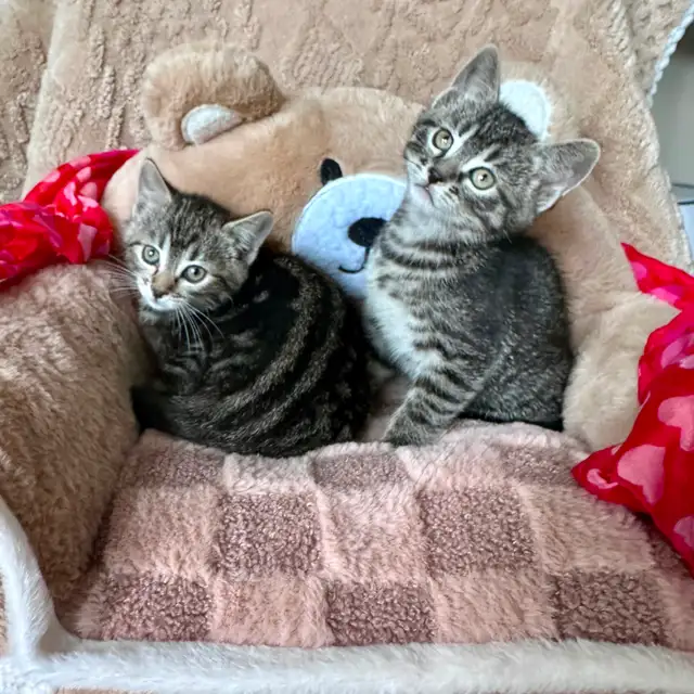 Cute, Cuddly  Kittens – Ready for New Homes - Photo 5