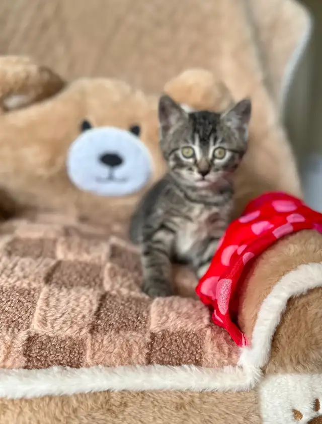 Cute, Cuddly  Kittens – Ready for New Homes - Photo 6