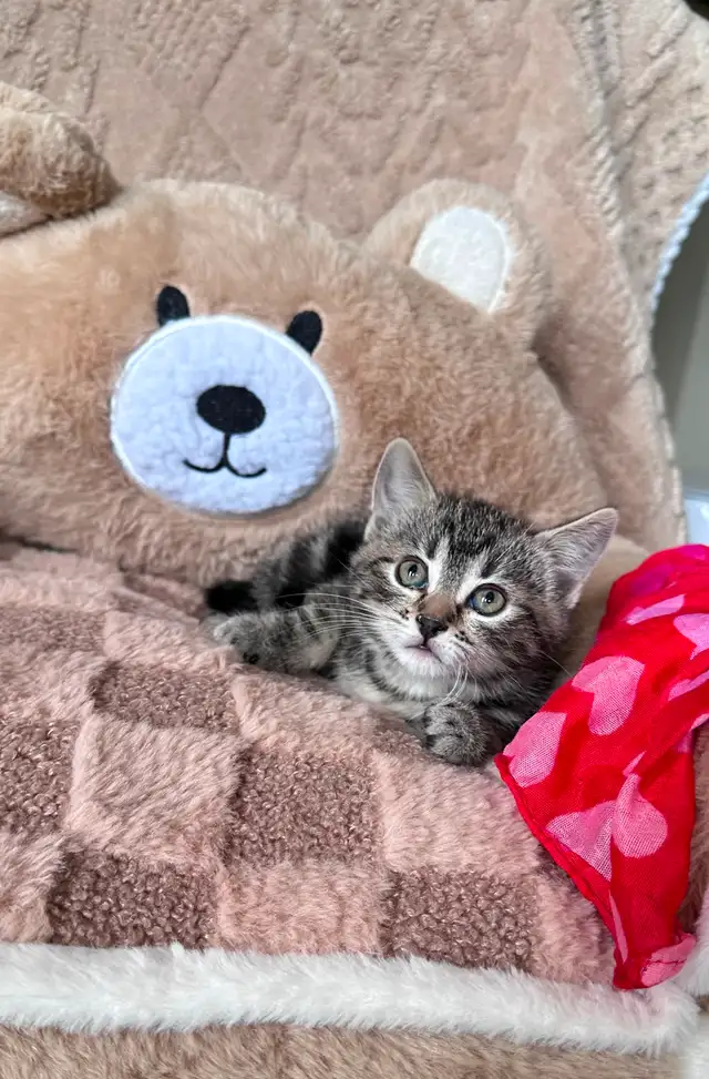 Cute, Cuddly  Kittens – Ready for New Homes - Photo 7