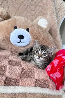 Cute, Cuddly  Kittens – Ready for New Homes - Photo 7