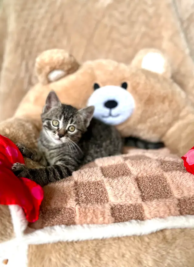 Cute, Cuddly  Kittens – Ready for New Homes - Photo 8