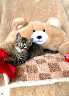 Cute, Cuddly  Kittens – Ready for New Homes - Photo 8