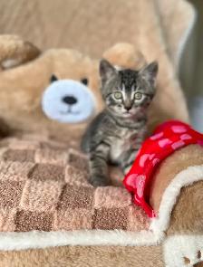 Cute, Cuddly  Kittens – Ready for New Homes - Photo 9