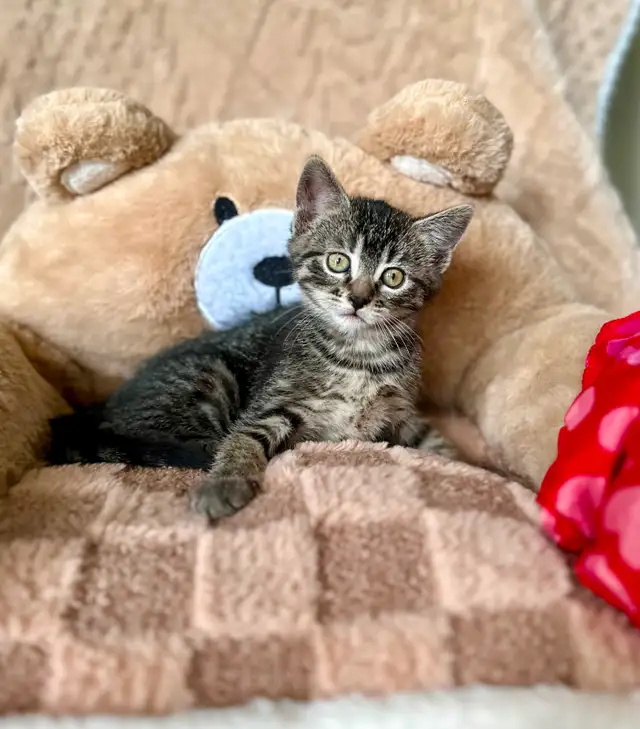 Cute, Cuddly  Kittens – Ready for New Homes - Photo 10