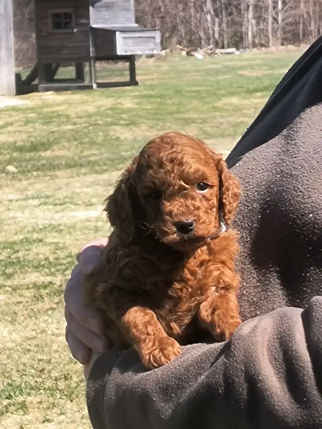 Magnifiques Caniches Miniatures ROUGE FONCÉ (2 Mâles, 2 Femelles