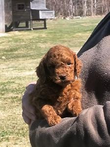 Magnifiques Caniches Miniatures ROUGE FONCÉ (2 Mâles, 2 Femelles