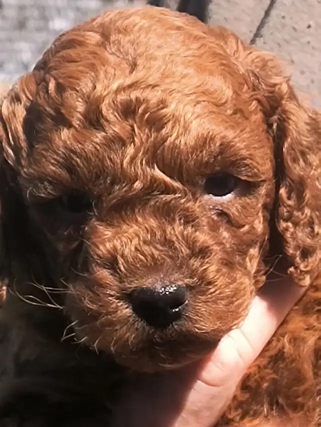 Magnifiques Caniches Miniatures ROUGE FONCÉ (2 Mâles, 2 Femelles - Photo 2