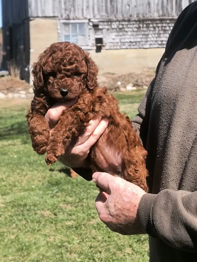 Magnifiques Caniches Miniatures ROUGE FONCÉ (2 Mâles, 2 Femelles - Photo 3