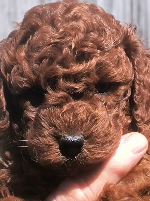 Magnifiques Caniches Miniatures ROUGE FONCÉ (2 Mâles, 2 Femelles - Photo 4