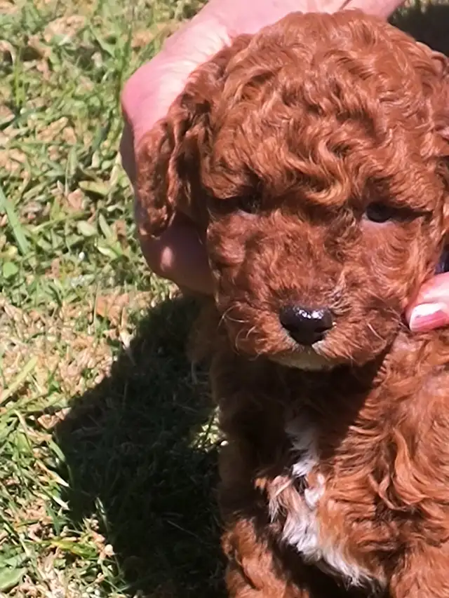 Magnifiques Caniches Miniatures ROUGE FONCÉ (2 Mâles, 2 Femelles - Photo 5