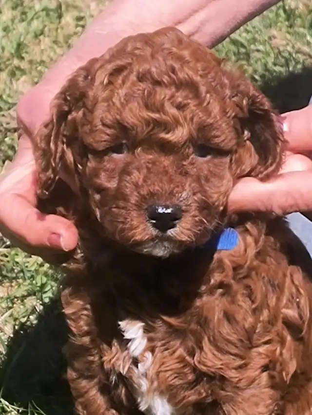 Magnifiques Caniches Miniatures ROUGE FONCÉ (2 Mâles, 2 Femelles - Photo 6