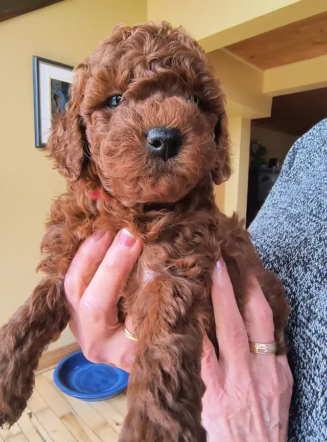 Magnifiques Caniches Miniatures ROUGE FONCÉ (2 Mâles, 2 Femelles - Photo 7