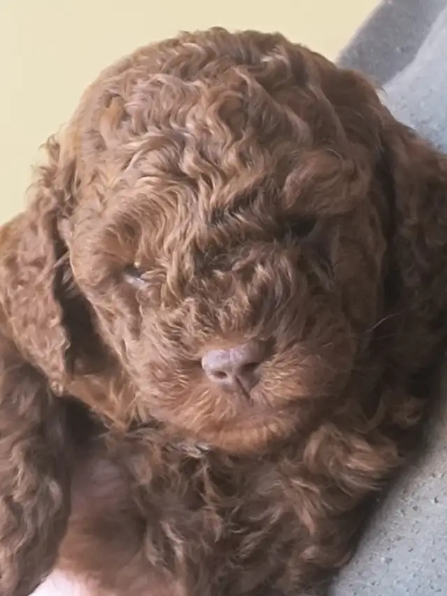 Magnifiques Caniches Miniatures ROUGE FONCÉ (2 Mâles, 2 Femelles - Photo 8