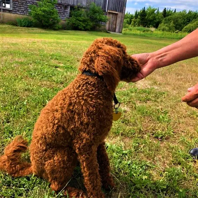 Magnifiques Caniches Miniatures ROUGE FONCÉ (2 Mâles, 2 Femelles - Photo 9