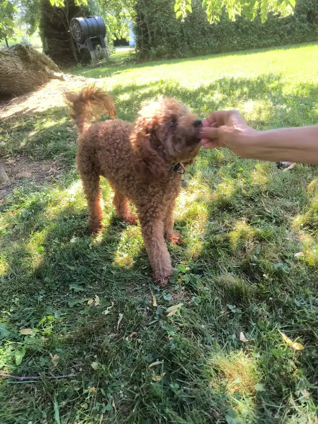 Magnifiques Caniches Miniatures ROUGE FONCÉ (2 Mâles, 2 Femelles - Photo 10