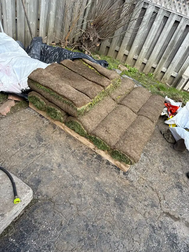 SOD GRASS