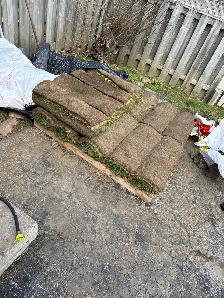 SOD GRASS
