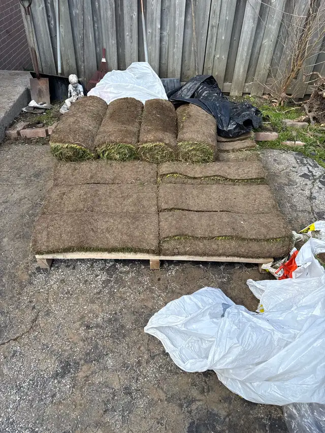 SOD GRASS - Photo 2
