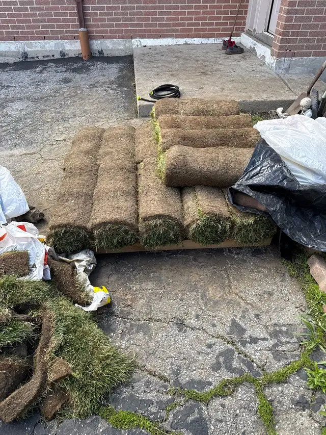 SOD GRASS - Photo 3